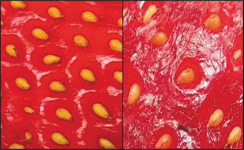 Figure 1. Skin of a fresh strawberry compared with the skin of a strawberry that has dehydrated in storage, becomes wrinkled, and lost glossiness