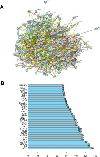 Figure 3 The key therapeutic targets of Polygonum cuspidatum in the treatment of asthma. (A) PPI visualization network. (B) Thirty core target selections. High value and high betweenness proteins are considered to occupy the core positions in the PPI network and are more likely to serve as key core targets.