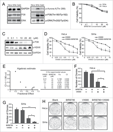Figure 3. The inhibition of p38 with BIRB796 sensitized the cervical cancer cells to VX680 cytotoxicity. (A) The baseline expressions of p38 and ERK in HeLa, SiHa and Caski cells. (B) SiHa and HeLa cells were treated with various concentrations of BIRB796 for 72 h and then subjected to CCK-8 assays for cell viability analyses. The results are presented as percentages of viable cells in the BIRB796 treatment group compared with the DMSO treatment group. (C) The expression of p-P38 was tested via protein gel blot after the cells were treated with BIRB796. (D) HeLa and SiHa cells were treated with VX680 alone or in combination with 10 μM BIRB796 for 72 h and then subjected to CCK-8 assays for cell viability analyses. The combined treatment with the 2 agents resulted in reduced cell viability compared with the VX680 alone treatment (* P < 0.05). (E) Chou-talalay analyses for CCK8 results of the HeLa cells (Fig. 3D) using Calcusyn software. (F, G) The numbers of colonies formed in (H) were counted. The histogram data indicate the means ± the SDs of triplicate results. * P < 0.05 for the combined treatment group versus the VX680 group, ** P < 0.01 for the combined treatment group vs. the BIRB796 group. (H) Representative images from the colony formation assay. The black-stained dots in the culture dishes represent surviving colonies.