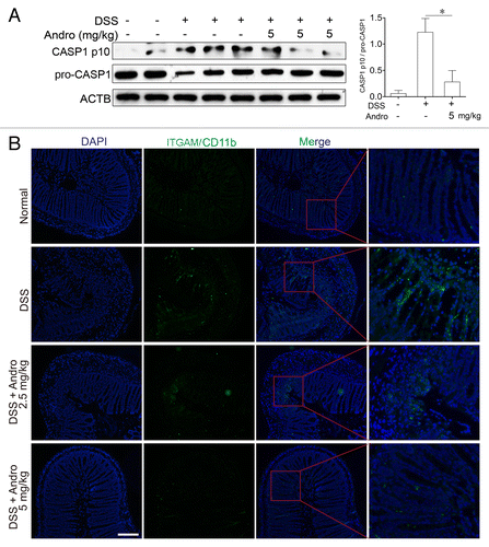 Figure 4. Andrographolide inhibits NLRP3 inflammasome activation in mice with DSS-induced colitis. Mice were treated with 2.5% DSS in their drinking water for 7 d to induce acute colitis. Andro was administered daily via i.p. injection. (A) Peritoneal macrophages from mice were isolated on d 7. After stimulation with 5 mM ATP for 30 min, proteins were collected for western blotting. *P < 0.05. (B) Sections of colonic tissues were immunostained with DAPI (blue) and anti-ITGAM/CD11b-FITC (green) and were observed by fluorescence microscopy. Scale bar: 100 μm. Data shown are representative of 3 experiments. Andro, andrographolide.