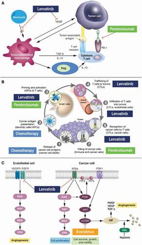 Figure 1. The mechanisms of action of lenvatinib and its combination therapiesa: (A) lenvatinib and pembrolizumab; (B) lenvatinib, pembrolizumab, and chemotherapy; (C) lenvatinib and everolimus [Citation21,Citation23,Citation25,Citation30,Citation31,Citation35,Citation36,Citation38]. aFigure 1A reprinted from Oncology, Vol number 93, Kudo M, Immuno-Oncology in Hepatocellular Carcinoma: 2017 Update, pages 147–159, 2017, with permission from S. Karger AG, Basel. Figure 1B reprinted from Cell Press, Vol number 39, Chen DS and Mellman I, Oncology Meets Immunology: The Cancer-Immunity Cycle, pages 1–10, 2013, with permission from Elsevier. Figure 1C: Therapeutics & Clinical Risk Management 2017:13,799–806. Adapted and originally published by and used with permission from Dove Medical Press Ltd.