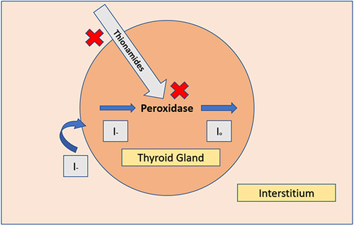 Figure 3 Mechanism of thyroid hormone production with mechanism of action of antithyroid drugs. Red Crosses denote the potential causes of resistance (inadequate uptake of drug, inability of action of the drug despite adequate uptake). Figure concept taken from Katzung and Trevor’s Pharmacology Examination and Board Review.Citation22