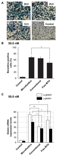 Figure 7 Effect of mithramycin on erythroid differentiation of K562 cells (A and B). Cells were cultured for 7 days in the presence of the indicated mithramycin concentrations (nM), then added to the culture medium in form of free drug or associated in polymeric micelles, and prepared by microfluidics or conventional bulk mixing. (A) Microphotographs were taken after benzidine staining of cells treated with mithramycin encapsulated in polymeric micelles (microfluidics); thereafter cells were counted and the percent of benzidine-positive cells was determined and plotted. Scale bar 25 μm. (B) Data represent the average of three independent experiments (run in triplicate) ± standard deviation (microfluidics versus free mithramycin P < 0.05). (C) Effects of mithramycin on expression of globin genes. Cells were cultured for 4 days in the presence of mithramycin (50 nM), then added to the culture medium in form of free drug or associated in polymeric micelles, and prepared by microfluidics or conventional bulk mixing. Reverse transcriptase-polymerase chain reaction was performed for quantification of α-globin (open bars) and γ-globin (filled bars) messenger ribonucleic acid sequences.Notes: Data represent fold content in respect to control uninduced cells (average ± standard deviation of three independent experiments); α-globin: microfluidics versus conventional P < 0.001, microfluidics versus free mithramycin P < 0.05; γ-globin: microfluidics versus conventional P < 0.05, microfluidics versus free mithramycin P < 0.05.Abbreviations: MTH, mithramycin; mRNA, messenger ribonucleic acid.