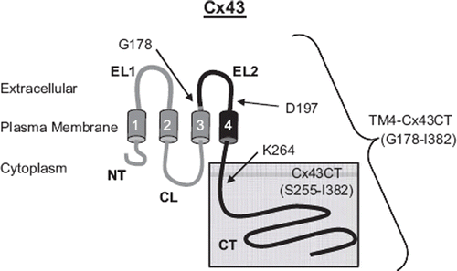 Figure 1. Schematic diagram illustrating the TM4-Cx43CT construct. The TM4-Cx43CT is colored black and the soluble Cx43CT construct is highlighted in the gray box. The abbreviations are as follows: NT, amino-terminus; CL, cytoplasmic loop; CT, carboxyl-terminus; EL1 and EL2, extracellular loops 1 and 2; 1–4, transmembrane domains 1–4.