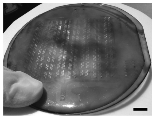 Figure 4 Full microfluidic channel device in APS. Scale bar in the image is 1 cm.