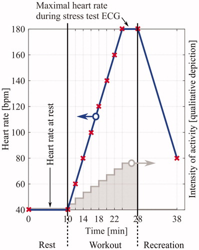 Figure 2. Course of heart rate during a stress test ECG. The wide variety of frequencies covered is beneficial for approximating of the temporal ECG profile and therefore of interest for this study.