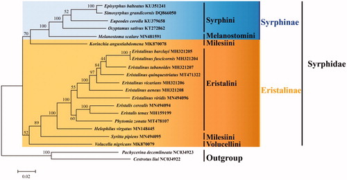 Figure 1. Maximum Likelihood phylogenetic tree of Syrphidae species. The numbers of branches indicate Bootstrap value.