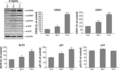 Figure S1 Dendrobium candidum affects the protein levels of the apoptosis biomarkers in breast cancer cells.Notes: Total cellular extracts were prepared and subjected to Western blot assay using antibody against CDH2, CDH1, ELF5, p21, and p12, respectively. Actin was also tested to confirm equal loading. Quantities were calculated as fold changes of untreated control cells (represented as 100%). Data are presented as mean ± SEM, (n=3). *P<0.05, **P<0.01, ***P<0.001 versus control cells.Abbreviations: h, hours; Con, control group; SEM, standard error of the mean.