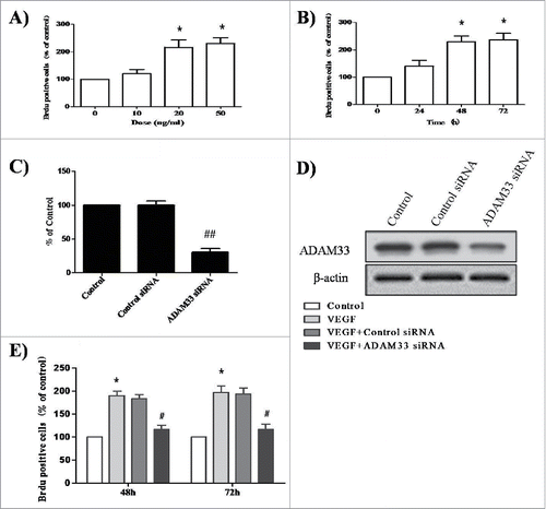 Figure 2. ADAM-33 siRNA transfection inhibits VEGF-induced cell proliferation. ASM cells were incubated with indicated doses of VEGF for 48 h (A). ASM cells were incubated at indicated times of VEGF (50 ng/ml), and then cell proliferation was determined by BrdU incorporation (B). ASM cells were transfected with negative siRNA or ADAM-33 siRNA, and then real-time PCR performed. The values are normalized relative to the GAPDH standard (C). ASM cells were transfected with negative siRNA or ADAM-33 siRNA, and then western blotting analysis for ADAM-33 was performed. β-actin was used as a loading control (D). ASM cells were transfected with negative siRNA or ADAM-33 siRNA in the presence of VEGF (50 ng/ml) for 48 or 72 h, and then cell proliferation was determined by BrdU incorporation (E). All experiments were done at least twice. Values represent the means ± SEM. *P < 0.05, **P < 0.005 vs. control; # P < 0.05 vs. control siRNA.