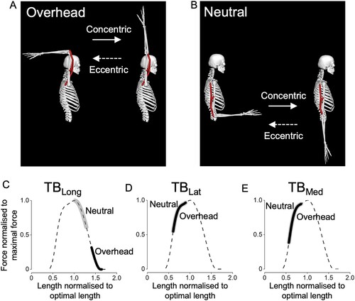 Figure 1. Postures of the shoulder and elbow joints (A and B) and operating ranges of each triceps brachii muscle on the normalised force–length curve (C–E) during the elbow extensions performed in the overhead and neutral arm positions. These were obtained using the OpenSim Arm26 model, (Delp et al., Citation2007) with the shoulder joint flexed at 180° and 0° for the overhead and neutral conditions, respectively, and the elbow joint angle ranging 90−0° for both conditions as conducted in this study. It can be clearly seen that the TBLong operates at longer muscle lengths in the overhead than neutral condition, while there is no difference between the conditions in the TBLat and TBMed. TBLong = triceps brachii long head; TBLat and TBMed triceps brachii lateral and medial heads, respectively.