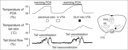 Figure 12. Electrical (0.2 mA, 200 ms, 30 Hz) and pharmacological (D,L-homocysteic acid, 300 pmol in 300 nl ) stimulation in the ventral tegmental area (VTA) reverse increases in tail skin temperature and tail blood flow elicited by warming the preoptic area (POA) in anesthetized rats. A stimulation site (black dot) in the VTA is shown in the inset. ML, medial lemniscus; MP, mammillary nucleus; PAG, periaqueductalgrey. Modified from Zhang et al.Citation24 © Wiley. Permission to reuse must be obtained from the rightsholder.