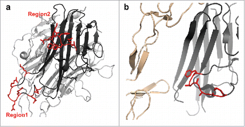 Figure 6. Residues in TL1A that are involved in mAb1 binding as determined by both HDX-ETD and computational modeling. (a) All residues are solvent exposed as shown in the TL1A monomer of its trimer crystal structure (PDB code: 2RE9). (b) A zoom-in view of the binding residues in peptide region 2 of TL1A in the TL1A/DcR3 crystal structure (PDB code: 3K51).