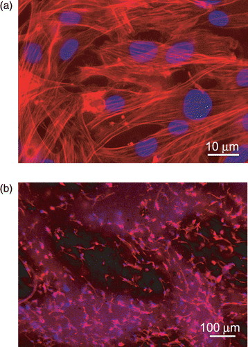 Figure 7. Immunofluorescence analysis of F-actin expression (red) in mMSC grown after 72 h, on (a) PLA scaffold shown in Figure 3(b), (b) PCL scaffold shown in Figure 6(b). Nuclei were stained with 4′,6′-diamidino-2-phenylindole (DAPI). Images of cell samples were taken with a Leica DMRB microscope using a digital camera. The images were representative of at least five random fields for each sample.