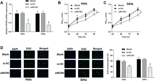 Figure 11 Effects of MCM2 knockdown on the cervical cancer cell proliferation. (A) The mRNA expression of MCM2 in HeLa and SiHa without any treatment, with siNC or siMCM2 transfections were determined by qRT-PCR. (B) HeLa and (C) SiHa cells after being treated with siNC or siMCM2. (D) The cell proliferation of HeLa and SiHa cells in different groups were determined by EdU incorporation assay. CCK-8 assay evaluated the proliferative potential of N = 3, *P < 0.05 and **P < 0.01.