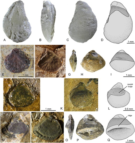 FIGURE 5. Non-Cavenderichthys otoliths (presumed sagittae of Ginglymodi or Pholidophoriformes). A–D, Recent otolith of Lepsosteus osseus (collection W.S.): A, outer face; B, lateral view; C, inner face; D, interpretative drawing of inner face with sulcus in dark shading. E–I, morphotype A: E, AM F.143464, outer face; F–I, AM F. 143566 (mirrored); F, outer face; G, lateral view after extraction; H, inner face after extraction; I, interpretative drawing of inner face with sulcus in dark shading. J–L, morphotype B: J, AM F.143516, outer face; K, L, AM F.143576, inner face; K, photograph; L, interpretative drawing with sulcus in dark shading. M–Q, morphotype C: M, AM F.143471, outer face; N–Q, AM F.143474 (mirrored); N, outer face; O, lateral view after extraction; P, inner face after extraction; Q, interpretative drawing of inner face with sulcus in dark shading.