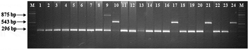 Figure 2. Allelic variations at 3′TE region of crtRB1 gene