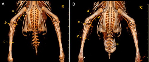 Figure 3. Three-dimensional reconstruction imaging of the main hind limb veins in the Pekin ducks. (a) Shows the image of a healthy duck (control group), and (b) shows the image of a duck with haemorrhage in the left crus. The MPR images in the mid-femur section (a and d), knee joint section (b and e), and mid-tibia section (c and f) are shown in Figure 4. The image of the vena ischiadica was also visible (triangle). The bladder was filled with contrast medium because of the test bolus in figure (b) (double arrows). R = right.