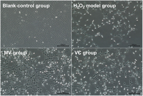 Figure 2 Effects of MV on state of H2O2-induced oxidative damage cells (40X).