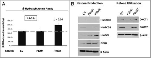 Figure 5 Stromal expression of PKM2 promotes ketone body metabolism. (A) β-hydroxybutyrate assay. The β-Hydroxybutyrate (β-OH-butyrate) concentration was measured in the cell culture media of EV, PKM1 and PKM2 fibroblasts, and was normalized for protein concentration. Note that fibroblasts overexpressing PKM2 display a 1.4-fold increase in β-Hydroxybutyrate accumulation relative to control empty vector (EV) fibroblasts. Fibroblasts overexpressing PKM1 show β-Hydroxybutyrate production as control cells. (B) Western blot analysis. Fibroblasts expressing EV, PKM1 or PKM2 were analyzed by immuno-blot with a panel of antibodies against key enzymes of ketone body metabolism (both production and utilization). Note that PKM2-fibroblasts show elevated expression of the enzymes involved in ketone production (HMGCS1, HMGCS2 HMGCL, and BDH1), and ketone utilization (OXCT1 and OXCT2). Conversely, expression of PKM1 in fibroblasts abrogates the expression of enzymes involved in ketone production (HMGCS1, HMGCS2), and ketone utilization (OXCT1 and OXCT2) relative to EV-fibroblasts. These data indicate that ketone body metabolism is activated by PKM2, but abolished by PKM1. β-actin was used as equal loading control.