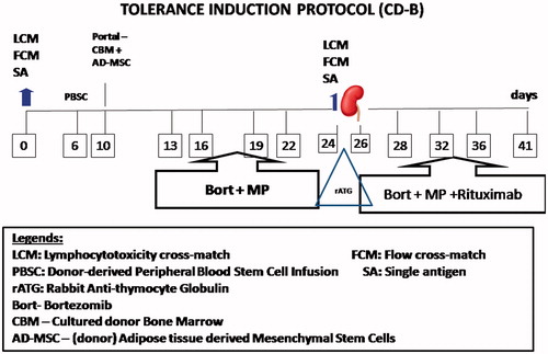 Figure 1. Tolerance Induction Protocol paradigm: On day 0 and 24, immune monitoring was performed by lymphocyte cross-match (LCM), using CDCC cross-match, flow cross-match for T and B-cells and donor specific antibody (DSA) by single antigen assay using Luminexx solid phase assay. Peripheral blood stem cells collected from donor were infused in peripheral circulation of recipient after dialysis, on day 6 and stem cells generated from donor were infused in portal circulation by minilaparotomy. On days 13, 16, 19, and 22 Bortezomib, 1.3 mg/m2 was administered intravenously (IV) along with methylprednisone (MP), 250 mg after favorable immune monitoring with LCM, FCM, and SA. Induction was done by rabbit anti-thymocyte globulin, 1.5 mg/kg BW intraoperatively with MP, 500 mg IV on days −1, 0, +1, 250 mg on day +2 and 125 mg on day +3 after transplantation. Rituximab was administered on third post-operative day followed by Bort on day 28, 32, 36, and 41, respectively, with close monitoring for complete blood counts and platelet counts.