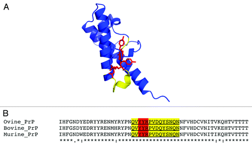 Figure 1. (A) Cartoon representation of the X-ray crystal structure of ovine PrPC 128–233 (pdb 1UW3) with YYR in red and expanded SN6b epitope sequence highlighted in yellow (B) multiple sequence alignment of ovine, bovine, and murine PrP sequences (138–192, based on ovine sequence) with SN6b sequence highlighted as in panel A.
