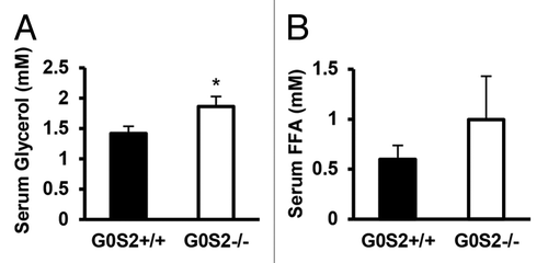 Figure 4. Serum glycerol and free fatty acid levels in G0S2+/+ and G0S2−/− mice. Serum from 5 mo old male G0S2+/+ and G0S2−/− mice fed with 10% fat diet were analyzed for (A) glycerol and (B) free fatty acid (n = 11–12). Data are presented as mean ± SE. The symbol * depicts statistical significance as P < 0.05.