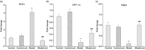 Fig. 6 Changes in hepatic expression of genes involved in fatty acid metabolism and gluconeogenesis. (a) Gene expression of ACCα. (b) Gene expression of CPT-1α. (c) Gene expression of PDK4. All values are the mean±SD. *p<0.05, **p<0.01 vs. Control; # p<0.05, ## p<0.01 vs. Model.