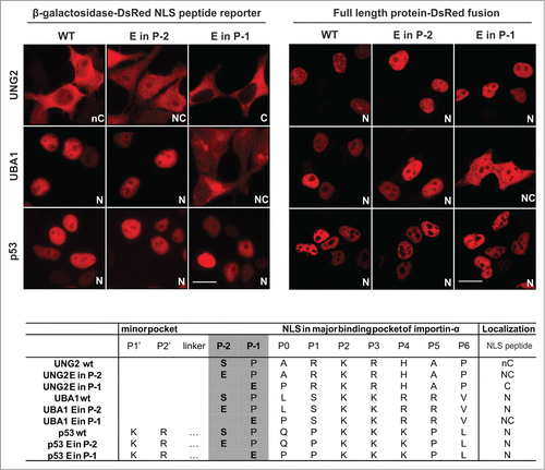 Figure 4. Effect of phosphorylation on localization of Cdk1 substrate proteins. UNG2 (residue S14), UBA1 (residue S4) and p53 (residue S315) phosphorylation at the P-2 positions of their NLSs were mimicked by Glu substitution in the pGal-DsRed reporter system or were mutated in full length proteins fused to DsRed-monomer. Localization was tested in 293T cells. Scale bar represents 20 μm.