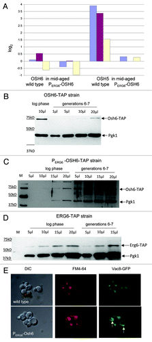 Figure 5. PERG6-OSH6 delays age-dependent alterations. (A) Real time PCR analyses of the indicated gene in mid-aged (generations 6–7) cells. The Y axis, log2, shows the change of mRNA levels in mid-aged cells in comparison to log phase cells in the exponent of base 2. (B) Comparison of Osh6 protein levels in log phase (young) and generations 6–7 cells (mid-aged). Varying amounts of crude cell extracts from young cells and mid-aged cells were separated by SDS-PAGE and subjected to Western analyses with anti-TAP and anti-Pgk1 antibodies. (C) Comparison of Osh6 protein levels in young and mid-aged PERG6-OSH6-TAP strain. M: molecular weight marker. (D) Comparison of Erg6 protein level in young and mid-aged cells. (E) Vacuoles of mid-aged cells. Mid-aged (generations 6–7) wild type cells (top panel) or PERG6-OSH6 cells (bottom panel) with a chromosomal version of VAC8-GFP were isolated and labeled with FM4–64. The green fluorescence (right panels) shows the localization of Vac8-GFP. Arrows indicate enrichment of Vac8 on the vacuolar membrane.