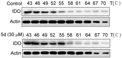 Figure 6. Compound 5d could bind to IDO1 protein in HeLa cells. HeLa cells were treated with human IFN-γ (100 ng/mL) for 24 h, and then treated with 5d for 2 h. The cells were collected and subjected to CETSA assay. The levels of IDO1 protein were assessed by Western blot analysis.