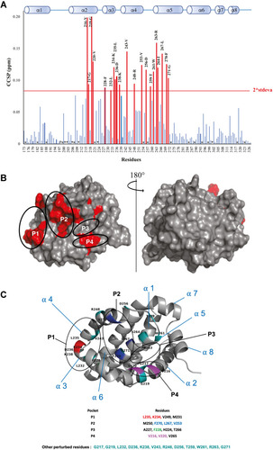 Figure 6 (A) Measured Combined Chemical Shifts Perturbation (CCSP) of the Mcl-1 amide functions after the addition of Deferasirox (ratio 15N-Mcl-1:Deferasirox 1:20). (P) presence of Proline. (*) Undetermined. (B) The most perturbed residues on the surface of the Mcl-1 protein. (C) The cartoon representation of Mcl-1 structure with annotation of most perturbed residues (red=residues from P1, Blue=residues from P2, Purple= residues from P4, Green=other residues).