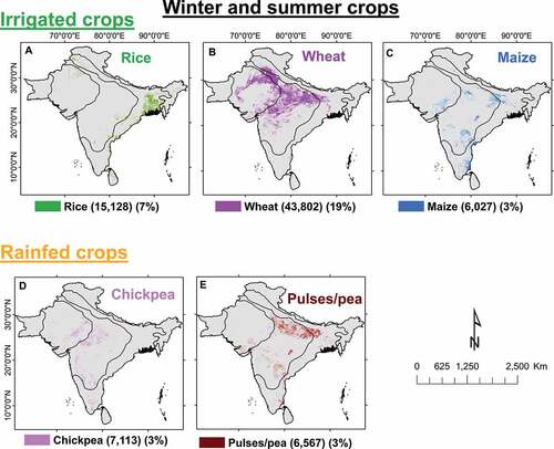 Figure 15. Season-wise crop type map, made by using MODIS time-series data (Modis Citation2022), showing cropped area and percentage of total cropped area for South Asia for the rabi season, 2014–15. The five crops shown above occupy 78.63 Mha or 34.4% of the total net cropped area.