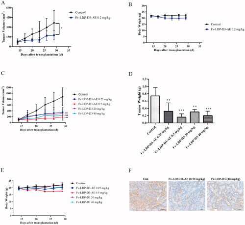 Figure 8. In vivo therapeutic efficacy. (A) Tumor growth curve of the KYSE150 tumor xenograft model (n = 6). Mice were treated with Fv-LDP-D3-AE (0.2 mg/kg). (B) Body weight growth curve of ESCC KYSE150 tumor xenograft models. KYSE520 xenograft mice were treated with various doses of Fv-LDP-D3 (20, 40 mg/kg), Fv-LDP-D3-AE (0.25, 0.50 mg/kg). (C) Tumor growth curves. (D) Tumor weights at the end of the experiment. (E) Body weight change curves, and (F) Immunohistochemical detection of Ki-67. *p < 0.05, **p < 0.01, ***p < 0.001 compared with the control.