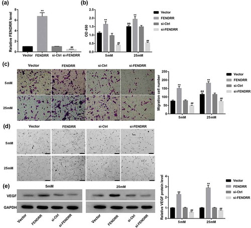 Figure 3. Effect of FENDRR expression on the high-glucose-induced HRECs proliferation, migration, and capillary morphogenesis. (a) The overexpression and knockdown efficiency of FENDRR in HRECs was determined by RT-qPCR. (b) HRECs that had been transfected with the designated plasmids were cultured under 5 or 25 mM glucose condition for 48 h. Then, (b) CCK-8 assay was performed to assess cell proliferation, (c) Transwell migration assay was performed to measure cell migration (scale bar: 100 μm), (d) Matrigel assay was performed to assess tube formation (scale bar: 200 μm), (e) and Western blot was performed to examine the protein expression of VEGF. Photographs are representative of at least three individual experiments. The data are expressed as the mean ± SD from three independent experiments. **p < 0.01 vs. the vector group, ##p < 0.01 vs. the si-Ctrl group, aap<0.01 vs. the vector+5 mM group. ANOVA followed by LSD test was used to analyze he differences among multiple groups.