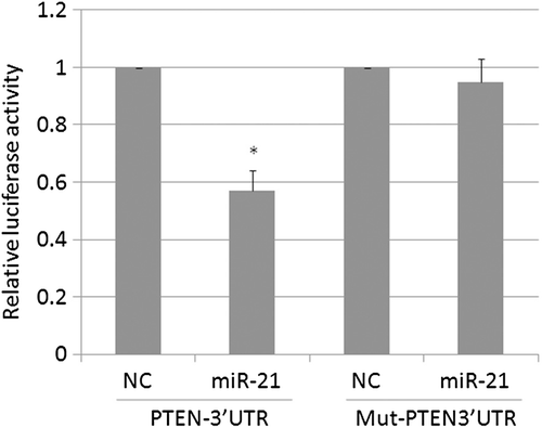 Figure 6.  The effects of miR-21 on PTEN promoter activity in K562 cells. miR-21 markedly decreased the activity of the PTEN-3′UTR reporter.