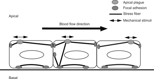 Figure 4 Schematic illustrations of the stress fibers, focal adhesions, and apical plaques in endothelial cells. Stress fibers run not only on the basal side of the cell, but they also run from the basal side to the apical portion of the cell. Focal adhesion-like structures, called “apical plaques” are localized at the apical side of the endothelial cells in situ.