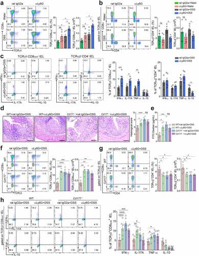 Figure 1. Elimination of neutrophils causes severe colitis and expansion of proinflammatory TCRγδ+CD8αα+ IELs in mice. Acute colitis was induced in WT mice (n = 6 per group) by 2% DSS in drinking water and treated intraperitoneally with anti-mouse Ly6G antibody (αLy6G) and rat IgG2a (100 μg/mouse), respectively, every three days. (a, b) Flow cytometric analysis of TCRγδ+CD8αα+ IELs (a) and TCRαβ+CD4+ IELs (b, gated TCRαβ+ IELs. The proportion of TCRαβ+CD4+ IELs is obtained by calculating the proportion of TCRαβ-CD4 double positive IELs) in the colon of the indicated groups on day 10. Bar charts showed the proportion and the absolute number of indicated IELs. (c) The frequencies of IFN-γ-, IL-17A-, TNF-α-, and IL-10-expressing TCRγδ+CD8αα+ IELs and TCRαβ+CD4+ IELs isolated from the colon of the indicated WT mice (n = 6 per group) were detected by flow cytometry and counted into the statistical chart. (d-h) Acute colitis was induced in WT and Cd177−/− mice (n = 6 per group) by 2% DSS in drinking water and treated intraperitoneally with αLy6G antibody and rat IgG2a (100 μg/mouse), respectively, every three days. (d) Representative H&E staining of the colon tissues from WT and Cd177−/− mice treated with rat IgG2a or αLy6G antibody throughout the 10-day observation after DSS insults. Scale bar, 100 µm. Histological scores were shown as indicated (n = 6 per group). (e) Serum levels of FITC-dextran (4 kD, 600 mg/kg) in each group. (f, g) Flow cytometric analysis of TCRγδ+CD8αα+ IELs (f) and TCRαβ+CD4+ IELs (g, gated TCRαβ+IELs) in the colon of each group. Bar charts showed the proportion and the absolute number of indicated IELs. (h) The frequencies of IFN-γ-, IL-17A-, TNF-α-, and IL-10-expressing TCRγδ+CD8αα+ IELs isolated from the colon of colitic WT and Cd177−/− mice treated with rat IgG2a or αLy6G antibody (n = 6 per group), assessed by flow cytometry and counted into the statistical chart. Data were representative of three independent experiments. *p < .05; **p < .01; ***p < .001; and ****p < .0001 and ns, no significant difference.