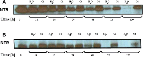 Figure 2.  Western blot analysis of NTR expression in cotyledons (A) and embryonic axes (B) of P. sativum seeds during germination after imbibition with H2O or 5 mM Cd. Analysis was performed after SDS-PAGE of post mitochondrial proteins obtained from several germinating seeds (20 µg/track), transferred to nitrocellulose sheet and immunodetected with AtNTR antibody. The blot is representative of two experiments.