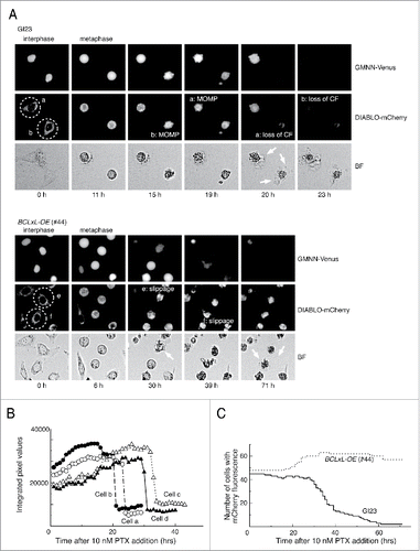 Figure 1. Typical responses of the prepared HeLa cell lines to paclitaxel. (A) Time-lapse observation of MOMP-prone (GI23) and MOMP-reluctant (#44) HeLa cells treated with 10 nM paclitaxel. Contrast of bright field images (BF) is computer-enhanced. The time after drug addition is indicated below the panels. Exit from mitosis was judged by the loss of GMMN-Venus fluorescence. Cells a and b (encircled with dotted lines) of GI23 terminated metaphase arrest with MOMP, followed by loss of mCherry fluorescence (CF) and blebbing (white arrows). Cells e and f of line #44 slipped out of metaphase arrest and underwent blebbing (white arrows) while retaining mCherry fluorescence until the end of observation. (B) Switch-like loss of mCherry fluorescence in each of 4 GI23 cells treated with 10 nM paclitaxel. Cells a and b are identical to those shown in (A). (C). The number of cells retaining mCherry fluorescence is plotted against time after addition of 10 nM paclitaxel. All cells in a single microscopic field were counted for each respective cell line. The slight increase in the number of #44 cells is due to mitosis of the minor fraction.