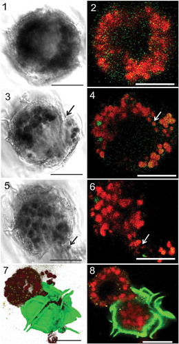 Figs 1–8. Light and confocal laser scanning microscopy (CLSM) of Pyrodinium bahamense var. compressum showing intracellular changes during pellicle formation. Figs 1, 2. Cells were first observed to exhibit aggregation of the red autofluorescent (RAF) organelles (plastids) during pellicle formation, followed by formation of the opening in the membrane (arrows) and in between the thecal plates (Figs 3, 4) and extrusion of the RAF materials via the opening in the wall as indicated by the arrows (Figs 5, 6). Figs 7, 8. Extruded materials might possibly include bacteria-like forms (BLFs), plastids and other cytoplasmic materials (BLFs pseudocoloured yellow stained with Sybr Green, theca pseudocoloured green stained with Calcofluor White, RAF-bodies/plastids pseudocoloured red). Scale bars are 20 µm.