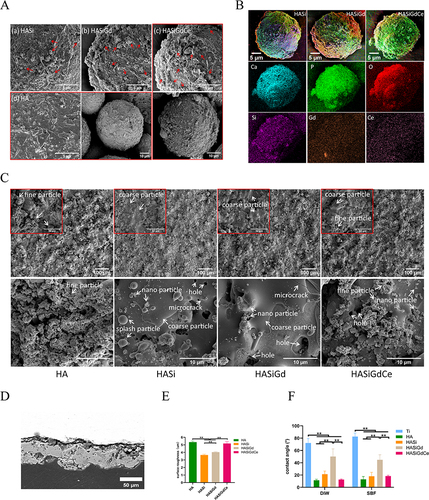 Figure 1 Characteristics of particles and coatings. (A) Microscopic morphology of HASi composite particle (a), HASiGd composite particle (b), HASiGdCe composite particle at different magnifications (c), HA particle at different magnifications (d), red arrows indicate nanoparticles on the surface of the composite particles. (B) EDS element mapping of composite particles. (C) Microstructure of different coatings. (D) Cross-sectional morphology of HASiGdCe coating. (E) Surface roughness of different coatings, **P < 0.01. (F) Contact angles of DIW and SBF droplets on different coating surfaces, **P < 0.01.