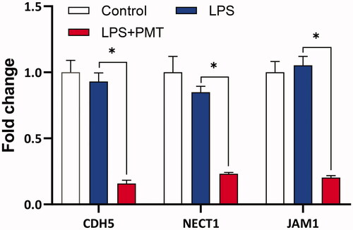 Figure 7. Fold change in the gene expression of CDH5, NECT1 and JAM1 in cells treated with LPS or LPS + palmatine. *p < 0.05.