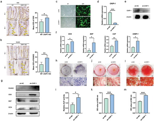 Figure 3. CKIP-1 negatively regulates the osteogenic/cementogenic differentiation of PDLCs in vivo and in vitro. Expression of OSX (a) and RUNX2 (b) in PDL, osteoblasts, cementoblasts, and immature cementocytes in CKIP-1 KO mice and wild type mice were detected by IHC. CKIP-1 knockdown in PDLCs by lentivirus infection was observed by the expression of green fluorescent protein (c), and identified by RT-qPCR (d) and western blotting (e). CKIP-1-silenced PDLCs and the control cells were induced for 7 days, mRNA expressions of OCN, OSX, CAP, CEMP-1 were measured by RT-qPCR (f), and protein expressions of OCN, BSP, OSX, RUNX2 were detected by western blotting (g). CKIP-1-silenced PDLCs and the control cells were induced for 7 or 14 days, and ALP staining on day 7 (h, i), SRS on day 14 (j, k) and ARS (i, m) on day 14 were performed. KO: knockout; AB: alveolar bone; CC: cellular cementum; OB: osteoblast, CB: cementoblast; ICC: immature cementocytes. Significance was defined as *P < 0.05, **P < 0.01 and ***P < 0.001.