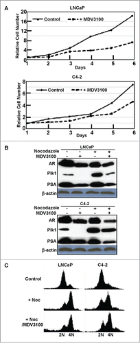 Figure 4. Inhibition of AR reduced Plk1 level in LNCaP and C4–2 cells. (A) Cell proliferation was inhibited by 10 μmol/L MDV3100 treatment. (B) Cells were treated with or without 10 μmol/L MDV3100 to inhibit AR activity or not, then treated with or without 1 μmol/L nocodazole to arrest cells in G2/M phase or randomly growing, and harvested for immunoblotting. (C) Cells were treated with thymidine overnight to arrest at G1 phase, released into nocodazole-containing medium ± 10 μmol/L MDV3100 for 12 hours, and harvested for FACS analysis.