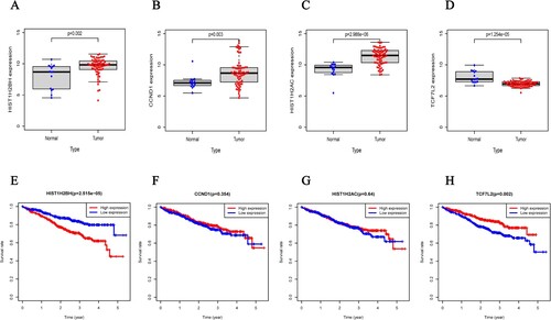 Figure 6. The expression of four different genes in tumor and normal tissue from TCGA cohort (A.HIST1H2BH gene, B.CCND1 gene, C.HIST1H2AC gene, D.TCF7L2 gene) and Kaplan-Meier curves for the OS of patients in the high-risk group and low-risk group in the TCGA cohort for four genes (E.HIST1H2BH gene, F.CCND1 gene, G.HIST1H2AC gene, H.TCF7L2 gene).