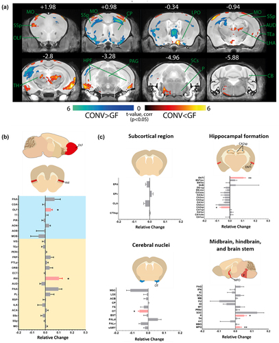 Figure 3. Brain regions sensitive toward gut microbe-dependent biochemical changes are affected by the reintroduction of gut microbiome.