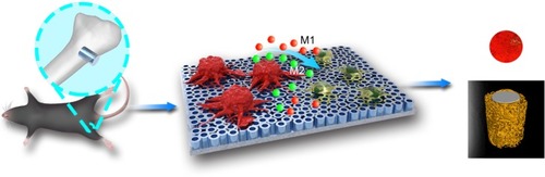 Figure 9 Schematic diagram of the effects of nanotopography-mediated macrophage polarization on the osteogenic differentiation of BMSCs and osseointegration.Notes: Once the titanium implants with nanotubes in different diameters were inserted into the femurs of mice, macrophages and BMSCs infiltrated and adhered to the surface of nanotubes. Macrophages on the surface of NTs of smaller diameters (NT-30) were prone to achieve the M2 phenotype and secreted numerous anti-inflammatory cytokines (IL-4, IL-5, IL-9, IL-10, etc.) which contribute to the beneficial microenvironment for BMSCs to osteogenic differentiation and the better osteogenesis finally. On the contrary, macrophages on the surface of NTs of bigger diameters (NT-100) were prone to achieve the M1 phenotype and secreted numerous pro-inflammatory cytokines (IL-1β, IFN-γ, TNF-α, IL-6, etc.) which were not in favor of the osteogenic differentiation of BMSCs. The red cells represent macrophages while the green cells represent BMSCs; the red balls represent pro-inflammatory cytokines while the green balls represent anti-inflammatory cytokines.Abbreviations: BMSCs, bone marrow mesenchymal stem cells; NTs, nanotubes; NT-30, titanium nanotube anodized under 5 V; IL, interleukin; NT-100, titanium nanotube anodized under 20 V; IFN-γ, interferon gamma; TNF-α, tumor necrosis factor alpha.