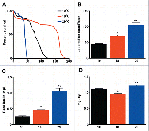 Figure 1. Lifespan does not correlate with the metabolic rate in Drosophila melanogaster. (a) Survival (days) of wild type flies cultured at 3 different temperatures. See details and statistics in Table 1 (n=200 ). (b) Fly activity expressed as the locomotion count per hour per fly (n = 40 ). (c) Food consumption expressed as μl of food ingested per fly (n = 20 ). (d) Weight expressed as mg per fly (n = 9 −10). The mean ±SEM is shown (n indicates independent replicates per group). Different numbers of * indicate statistically significant differences (ANOVA, p < 0.05) between temperatures.