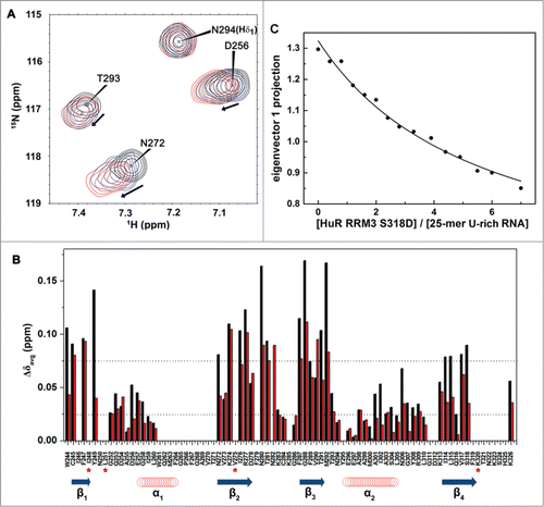 Figure 7. HuR RRM3 S318D: (A) phosphomimetic mutant. (A) Overlay of 1H-15N-HSQC spectra of HuR RRM3 S318D in the absence (black) and presence of 5′-UUUUU-3′ RNA at a RNA:protein ratio of 2:1 (blue) and 4:1 (red). A subset of 4 representative resonances is labeled in black. (B) Comparison of average chemical shift differences (Δδavg) between free and RNA-bound HuR RRM3 WT (black) and HuR RRM3 S318D (red) in a ratio of 4:1 for 5′-UUUUU-3′ RNA. Secondary structure elements of RRM3 are symbolized by blue arrows for β-strands and red coil symbols for α-helices. Asterisks indicate those residues disappearing upon RNA binding to the RRM3 WT or S318D mutant. (C) Changes in the far-UV CD signal of the 25-mer U-rich RNA spectrum during the titration with HuR RRM3 S318D construct.