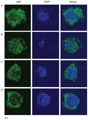 Figure 6 Colocalization assay of AAF-G4.5-PEG (green) with nuclei (blue) by confocal microscopy. A) Control 1: untreated macrophages incubated with AAF-G4.5-PEG for one minute, washed and cultured overnight (24 hours), then fixed and counterstained with DAPI; B) Control 2: untreated macrophages incubated with AAF-G4.5-PEG overnight (24 hours), then fixed and counterstained with DAPI; C) Macrophage–T-dendrimer hybrids: sodium periodate-treated macrophages incubated with AAF-G4.5-PEG for one minute, cultured overnight (24 hours), then fixed and counterstained with DAPI; D) Macrophage–S-dendrimer hybrids: sodium periodate-treated macrophages incubated with AAF-G4.5-PEG for one minute, treated with sodium cyanoborohydride, cultured overnight (24 hours), then fixed and counterstained with DAPI.Notes: Original magnification, ×630.